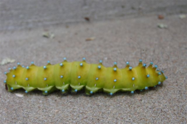 Chenille du Grand paon de nuit (Saturnia pyri) / LPO